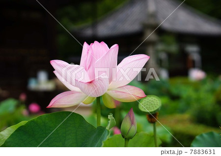 ハスの花 7883631