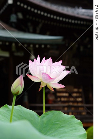 ハスの花 ハスの花 7883632