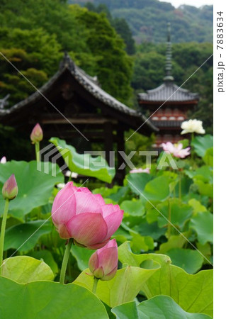 ハスの花 ハスの花 7883634