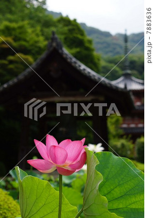 ハスの花 ハスの花 7883636