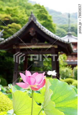 ハスの花 7883637