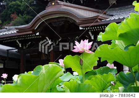 ハスの花 7883642