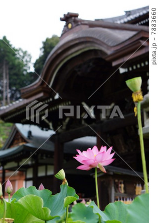 ハスの花 7883660