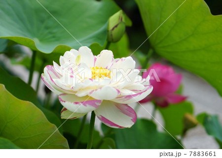 ハスの花 7883661