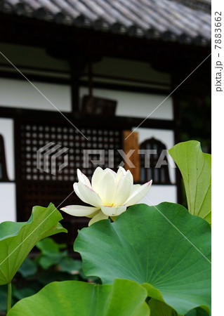 ハスの花 7883662