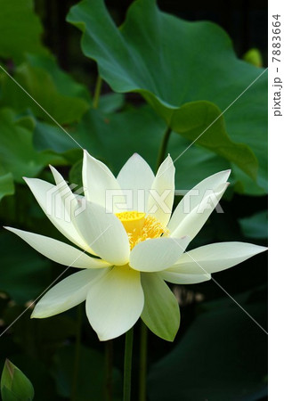 ハスの花 7883664