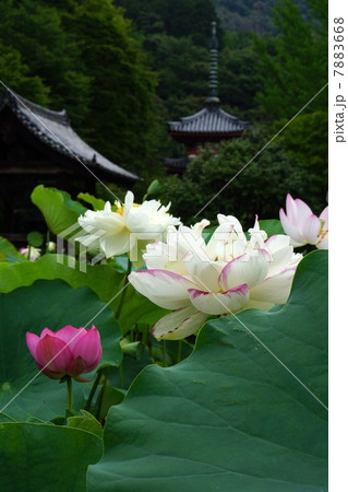 ハスの花 7883668