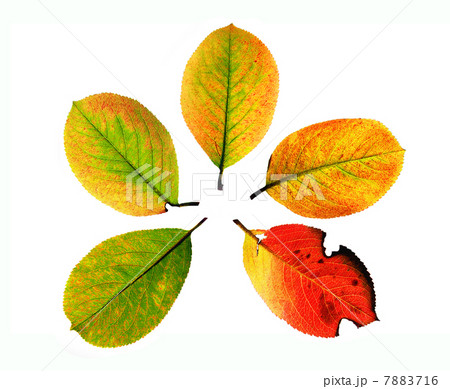 Tree leaves in fall beginning, isolated on white background - Amelanchier arborea, shadberry 7883716