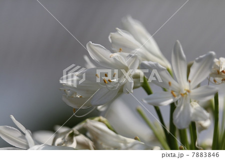 アガパンサス 7883846