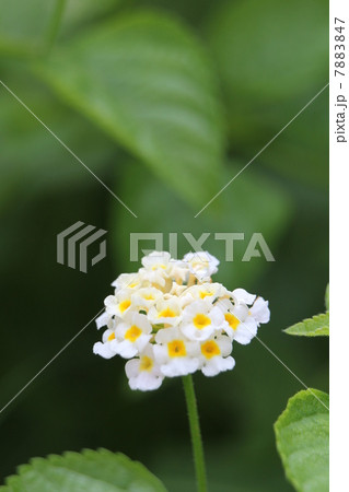 ランタナ 7883847