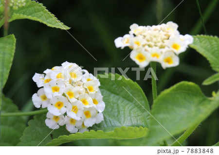 ランタナ ランタナ 7883848