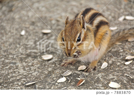 蝦夷シマリス 7883870