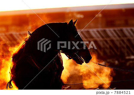 ばんば ばんば 7884521