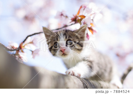 子猫と桜 7884524