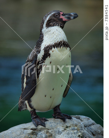 ペンギンちゃん ペンギンちゃん 7884541