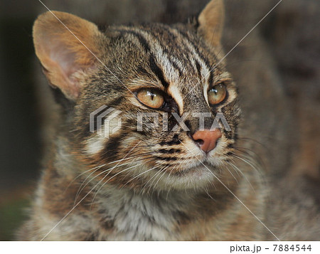 ツシマヤマネコの鋭い視線 7884544