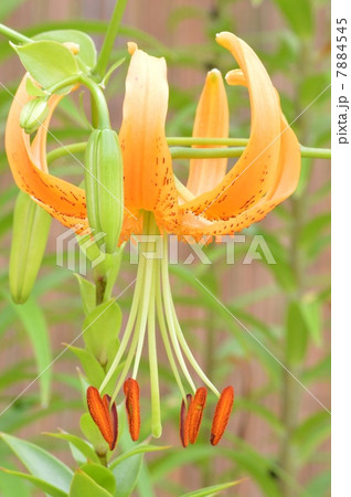 オニユリ オニユリ 7884545