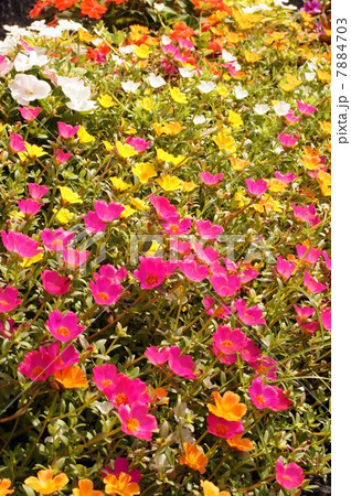 真夏の花・ハナスベリヒユ 7884703