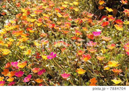 真夏の花・ハナスベリヒユ 7884704