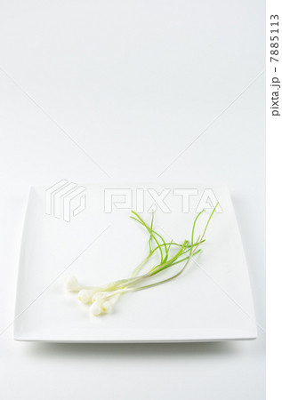 摘んできた野蒜 7885113