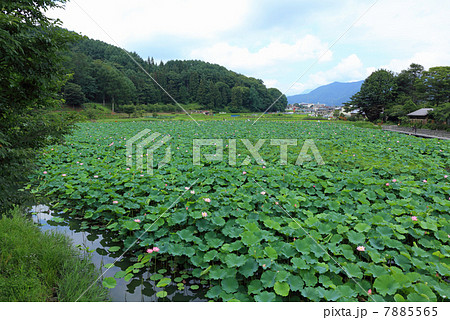 明見湖の蓮池 7885565