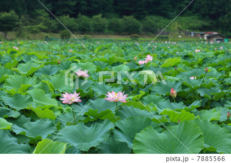 明見湖の蓮池 7885566