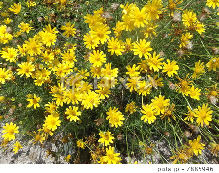 炎天下でも凛として咲いている 7885946