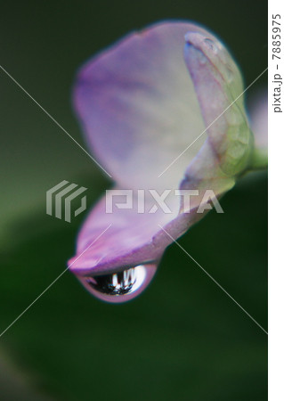 紫陽花 紫陽花 7885975