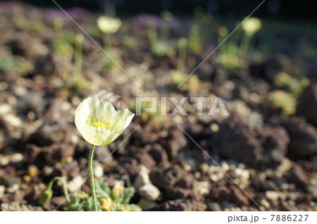 リシリヒナゲシ 7886227