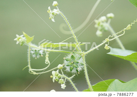 荒れ地瓜 新芽は可愛いんですけどね・・・・ 荒れ地瓜 新芽は可愛いんですけどね・・・・ 7886277