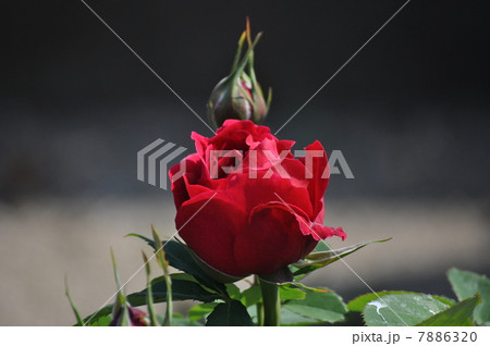 ほころび始める真っ赤な薔薇 ほころび始める真っ赤な薔薇 7886320