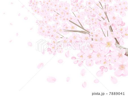 桜白背景のイラスト素材