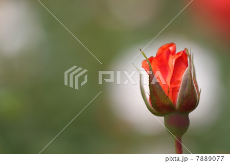 薔薇をマクロレンズで撮影 7889077