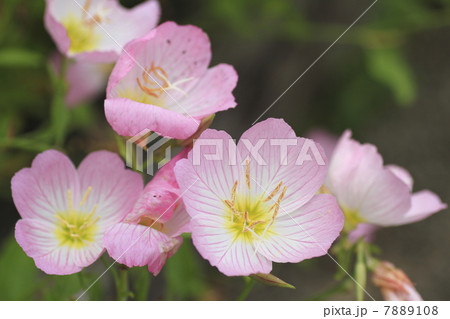 ヒルザキツキミソウ　花 7889108