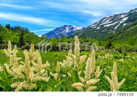 コバイケイソウ 7889130