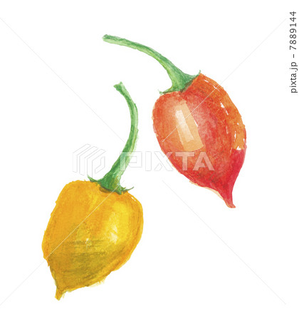 ハバネロ 7889144