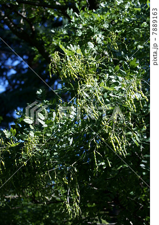 槐　エンジュと申します。　美味しそうな豆ですが・・・ 7889163