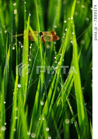 赤とんぼ　夏アカネと朝露の夏青田 7889374