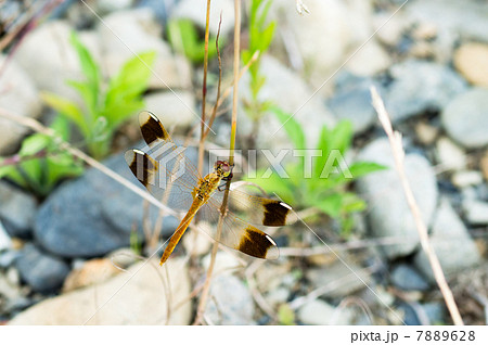 ミヤマアカネトンボ 7889628