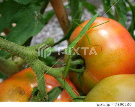 トマトの上のカマキリ トマトの上のカマキリ 7890236