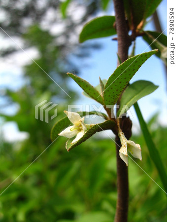 グミの花 グミの花 7890594