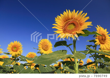 ひまわり畑 ひまわり畑 7890749