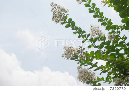 白いサルスベリの花 白いサルスベリの花 7890770