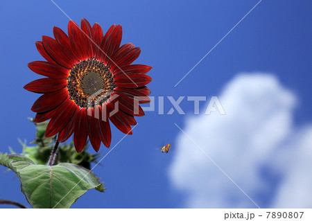 万博記念公園に咲くココア 万博記念公園に咲くココア 7890807