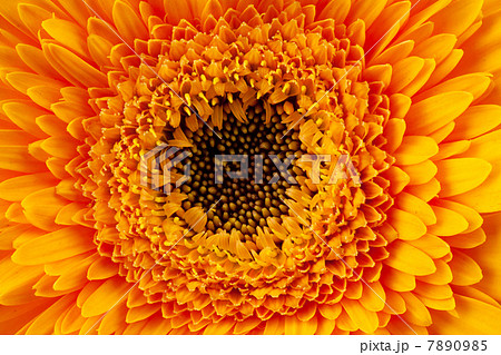 close up view of yellow daisy close up view of yellow daisy 7890985