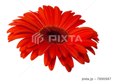 close up view of red daisy close up view of red daisy 7890987