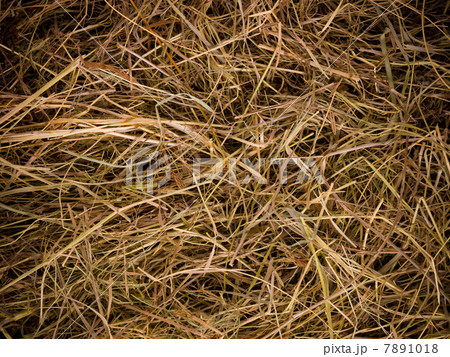 Hay texture background Hay texture background 7891018