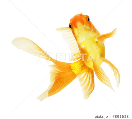 gold fish gold fish 7891638