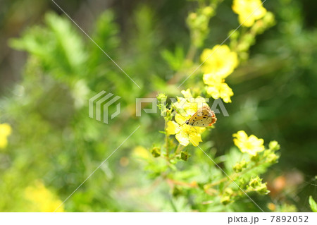 カワラサイコの花 7892052