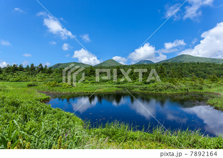 八甲田連峰と睡蓮沼　夏 7892164